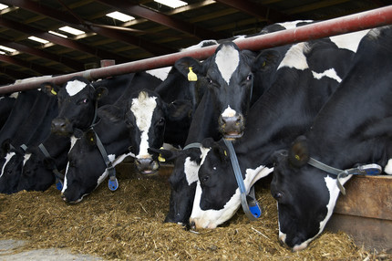 Holstein cows volac wilmar feed ingredients detail