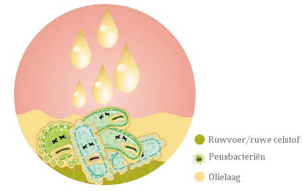 Werking pensbacterie bij onbeschermd vet