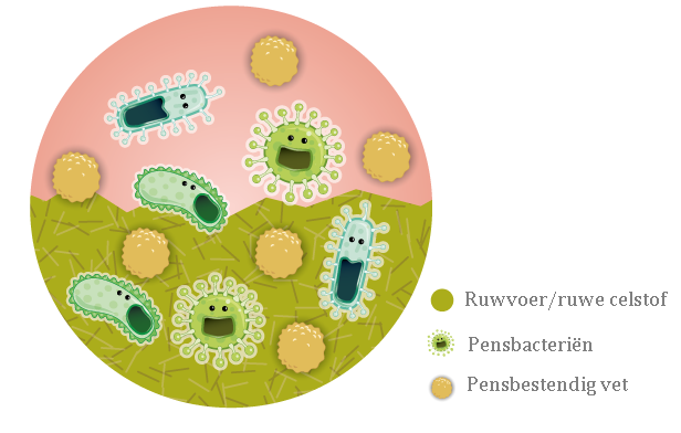 Werking pensbacterie bij pensbestendig vet