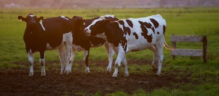 Animal animal photography blur 422218 banner detail