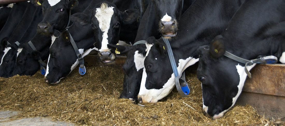 Holstein cows volac wilmar feed ingredients banner