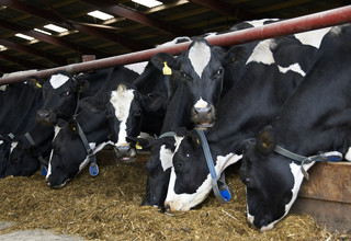 Holstein cows volac wilmar feed ingredients listing