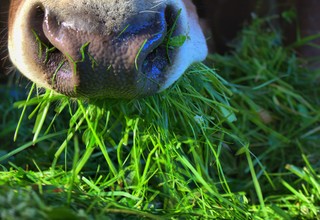Cow 2643886 1920 listing
