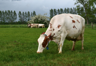 Koe in voorjaarsgras web listing