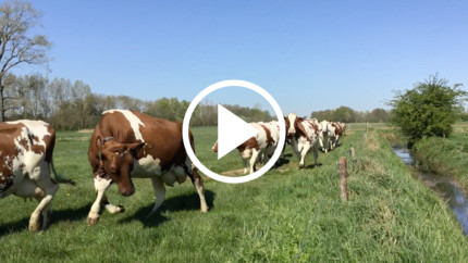melkvetdip-voorjaar-video-afb