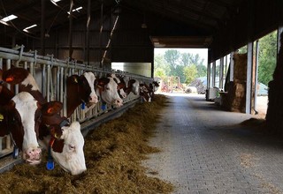 Melkkoeien in hete stal listing