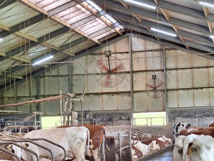 Ventilatoren met verneveling in ligboxenstal