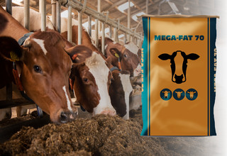 Mega fat 70 listing