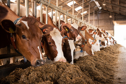 Header megalac calculator detail