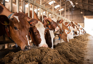 Header megalac calculator listing