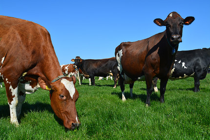 Melkvetdip voorjaar detail
